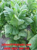 Продам табак (Юбилейный Новый 142) 150 грн/упаковка