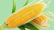 Продам кукурузу
