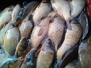 Продам живую рыбу карп, толстолоб