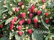 Саженцы малины: Полана, Жозефина, Зюгана, Марастар. Ежевика.