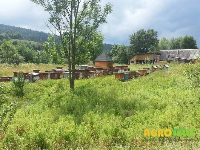 Продам очищену пергу та мед зібрані в Карпатах