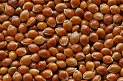 Продам просо посевное сорт Золушка от ОРИГИНАТОРА!