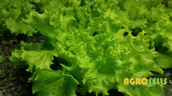 Продам Салат, г. Киев