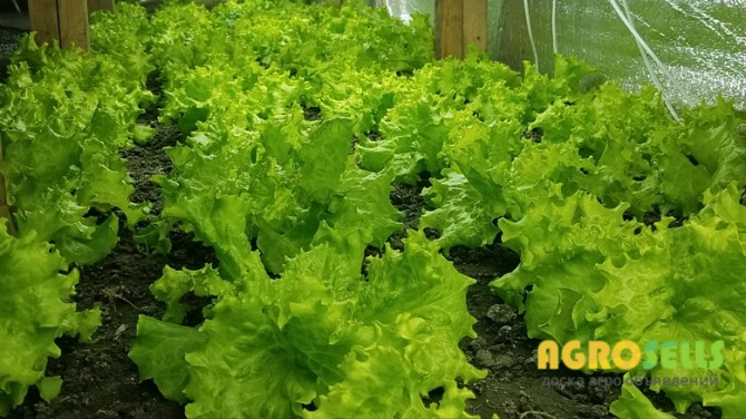 Продам Салат, г. Киев