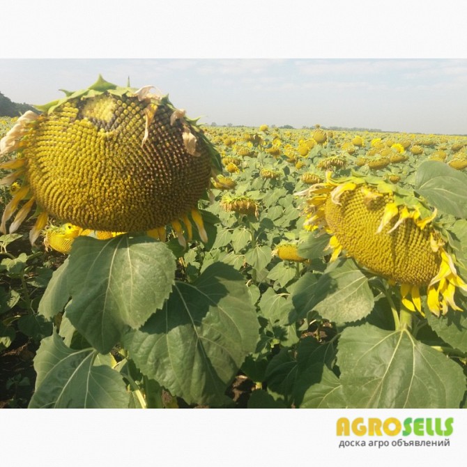 Семена подсолнечника Фабуло КЛП устойчив к заразихе
