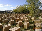 КАРНІКА! Приймаємо заказ на 4р. бджолопакети породи Карніка на 2023р.