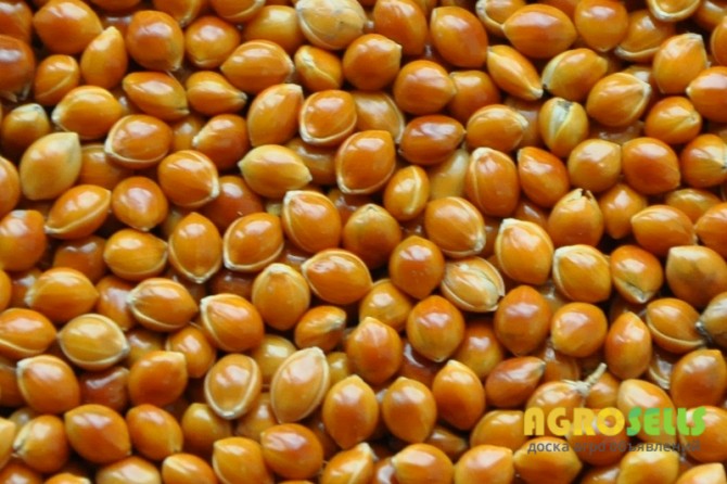 Сорт Полтавське золотисте (просо посівне)1 репродукція СЕМЕНА ПРОСА