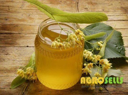 Куплю липовий мед оптом