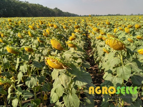 Насіння соняшнику Шенон SU OR7