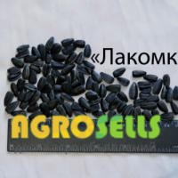 Семена подсолнечника более 300 гибридов