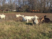 Продам кози недорого Козинці (Липовецький район)
