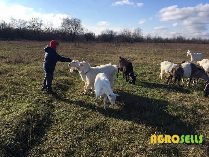 Продам кози недорого Козинці (Липовецький район)