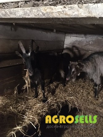 Продам кози недорого Козинці (Липовецький район)