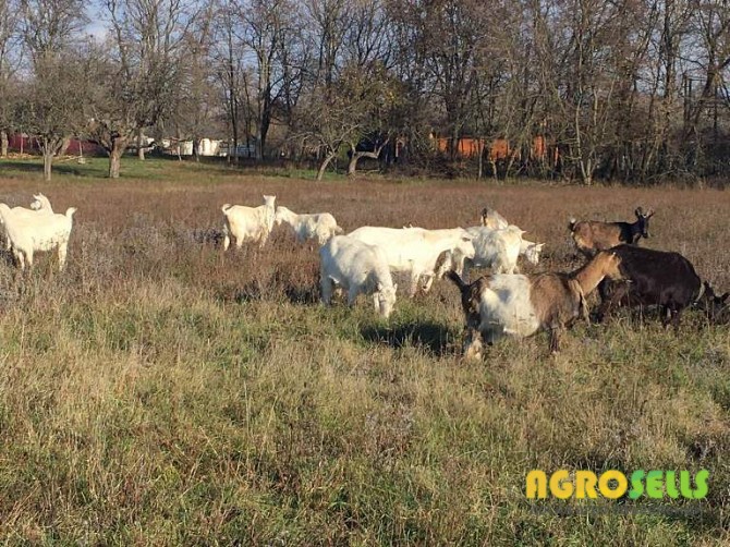 Продам кози недорого Козинці (Липовецький район)