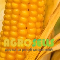 Семена Кукурузы оптом и в розницу