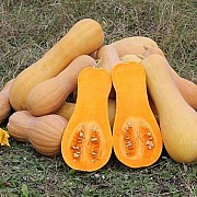 Продам гарбуз-дыню (тыква-дыня) по 5 грн за кг