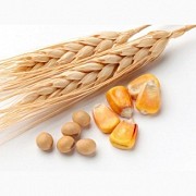Куплю кукурудзу, пшеницю, сою. Зерновідходи