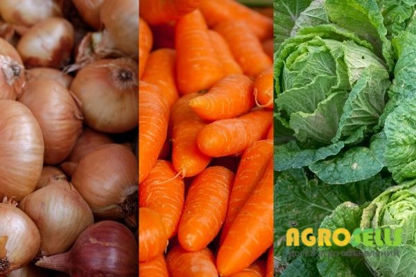 Продам овощи оптом. Капуста недорого опт.