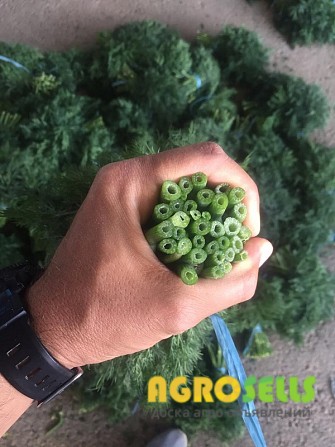 Продаю свежую зелень - укроп и петрушка напрямую из Ирана