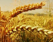 Куплю зернові, олійні