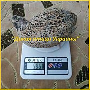 Яйцо инкубационные перепела Феникс Золотистый - (France). Источник: ht