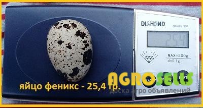 Яйцо инкубационные перепела Феникс Золотистый - (France). Источник: ht