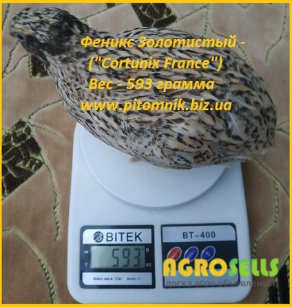 Яйцо инкубационные перепела Феникс Золотистый - (France). Источник: ht