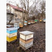 Продаж бджолопакетів Карніка (F-1), Львівська обл.