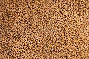 ПРОДАЖА зерновых и масличных