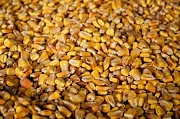 Продажа пшеницы, кукурузы, ячменя и др. культур