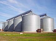 Фірма закуповуе кукурудзу оптом. По всей Украине