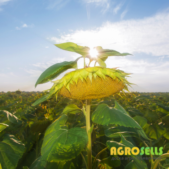 Новинки 2021р., Насіння гібридів соняшника