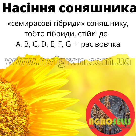 Насіння гібридів соняшника стійких до вовчка рас А-G+