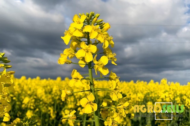 підприемство закуповуе ріпак по всей Украіне