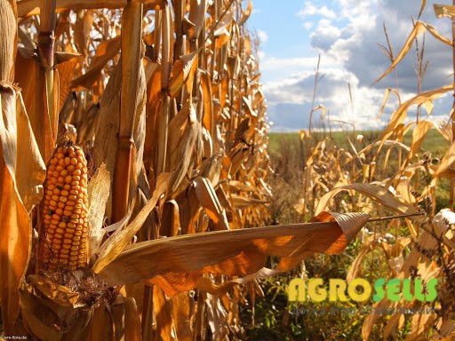 Организация закупает по всей Украине Кукурузу. Возможен самовывоз