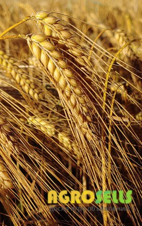 Організація закуповує у виробника ячмінь