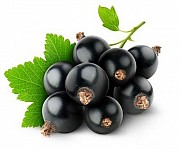 Саженцы Смородины Черной