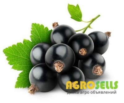 Саженцы Смородины Черной