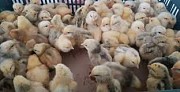 Добові курчата