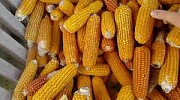 ООО « Южная Зернова Столица» по всей Украине закупает Кукурузу.