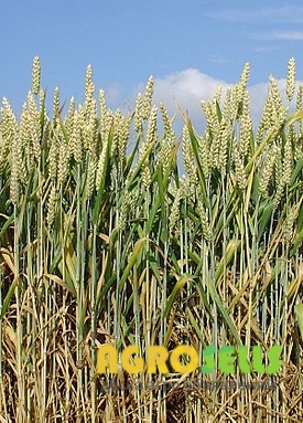 Організація закуповує великим оптом у виробника пшеницю 2-4 клас