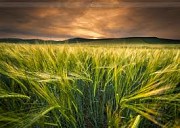 Агрофирма закупает Ячмень дорого. По всему региону Украины.