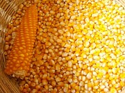 Організація закуповує по всій Україні Кукурудзу.