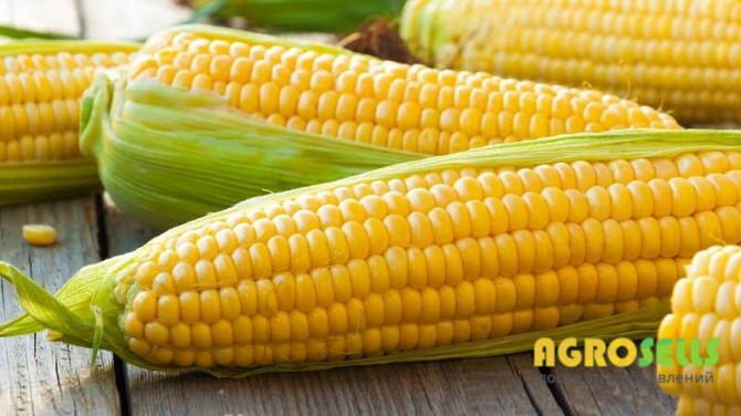 Фірма закуповує у виробника кукурудзу фуражну можливий самовивіз