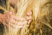 Предприятие по всей Украине закупает Ячмень дорого.
