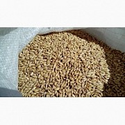 Продам фуражный ячмень