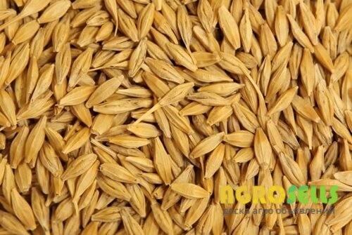 Ячмень яровой,сорт Гося. Репродукция-элита.