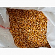Продам кукурузу фуражную