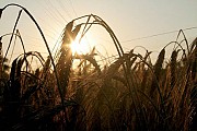 Организация закупает по всей Украине Ячмень.