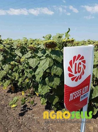 Посевной материал подсолнечника Limagrain